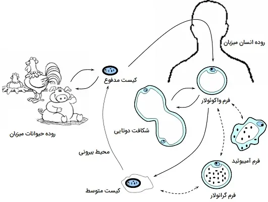 چرخه زندگی بلاستوسیستیس هومینیس