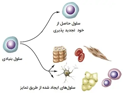 سلول های خود تجدید شونده