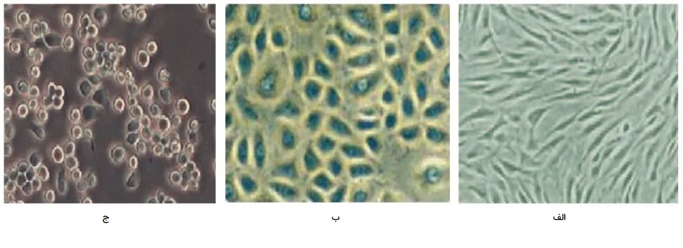 انواع سلول ها در کشت سلول