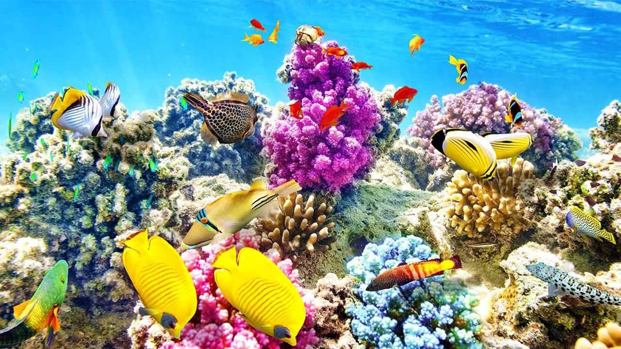 مرجان چیست؟ — زیست شناسی به زبان ساده