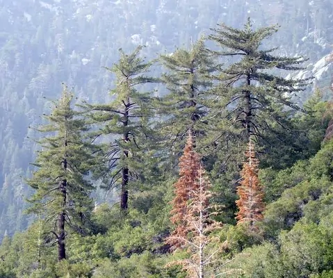 عکس درخت بازدانه