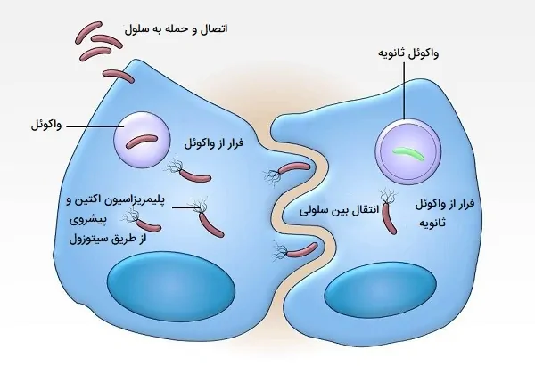 ورود به سلول لیستریا