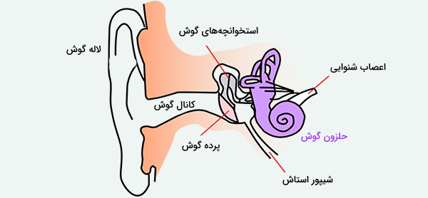 عصب گوش انسان