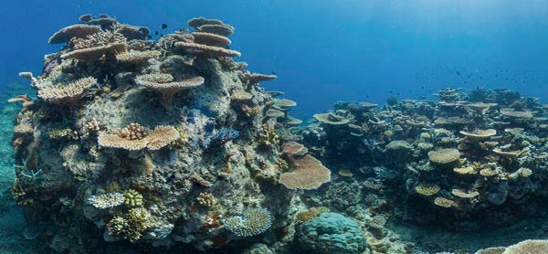 صخره‌های مرجانی