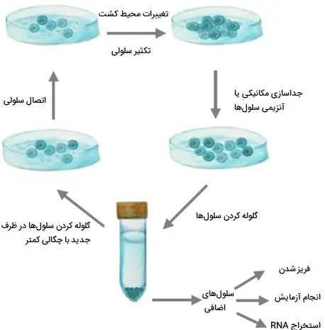 پاساژ سلولی