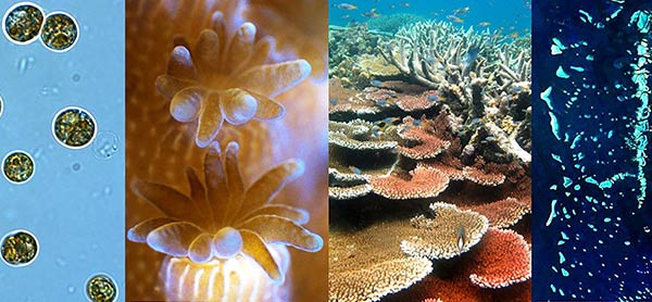تصاویر مرجان دریایی