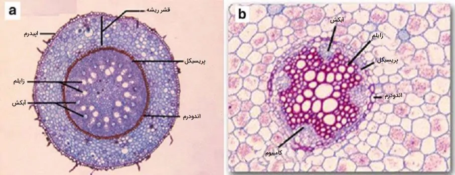 آناتومی ریشه تک لپه و دو لپه