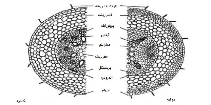 ساختار ریشه تک لپه و دو لپه