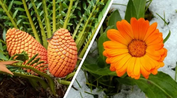 نهاندانگان و بازدانگان