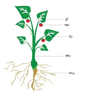 قسمت های مختلف گیاه