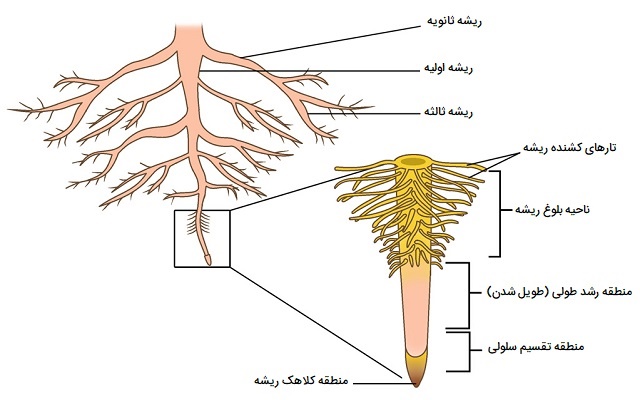 مورفولوژی ریشه گیاهان