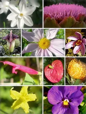 نهاندانگان