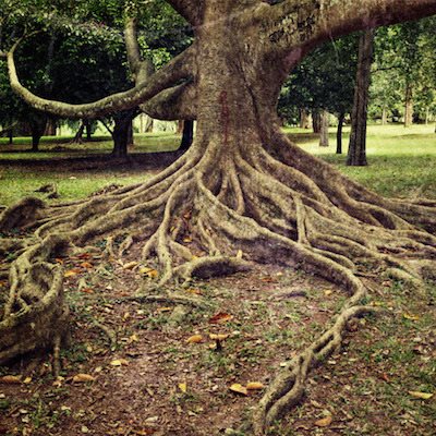 ریشه ساختاری