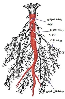 ریشه راست یا عمودی