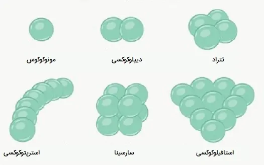 انواع باکتری کروی