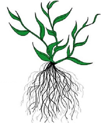 ریشه گیاهان تک لپه