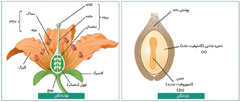 تفاوت دانه و گل در نهاندانگان و بازدانگان