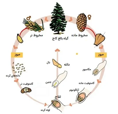 چرخه زندگی بازدانگان