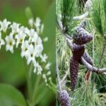 تفاوت نهاندانگان و بازدانگان چیست و چه فرقی دارند؟ – مقایسه ویژگی ها