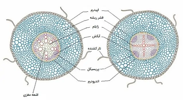 تفاوت آوندها در ریشه تک لپه و دو لپه