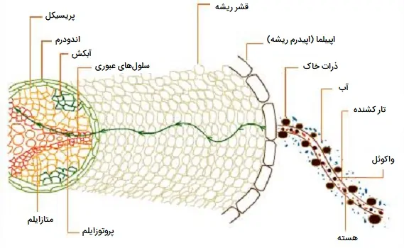 مسیر جذب غیر فعال