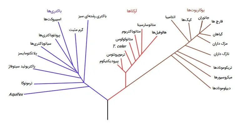 درخت فیلوژنتیک جهانی