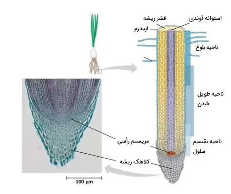 رشد ریشه