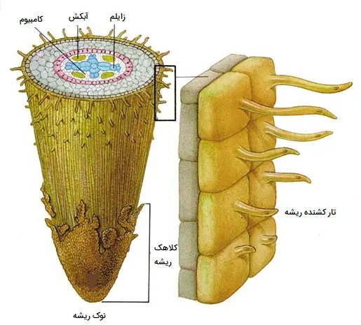 عکس تار کشنده ریشه