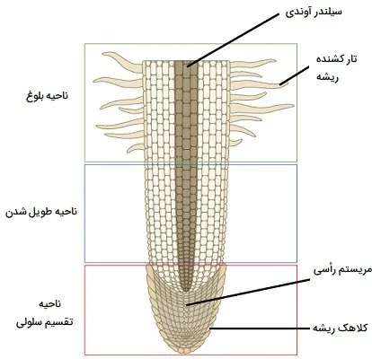 موفولوژی ریشه