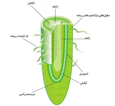 ساختار ریشه