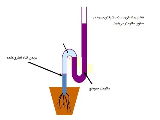 آزمایش فشار ریشه ای