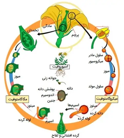 چرخه زندگی نهاندانگان