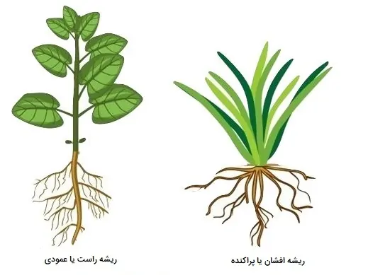 انواع سیستم ریشه ای