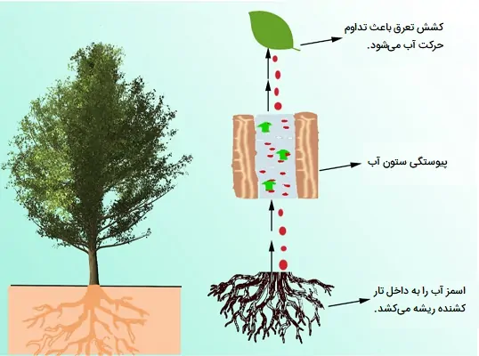 حرکت آب در گیاه