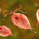 تریکوموناس چیست؟ – هر آنچه باید بدانید