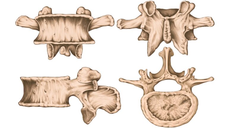 استخوان مهره چیست؟ — انواع، ساختار، آسیب ها و درمان — آنچه باید بدانید