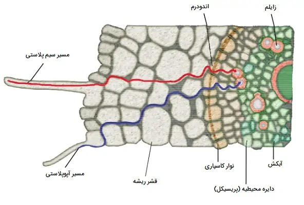 مسیر آپوپلاستی و سیم پلاستی