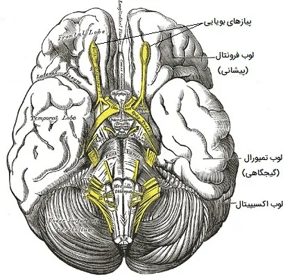 عصب بویایی در مغز