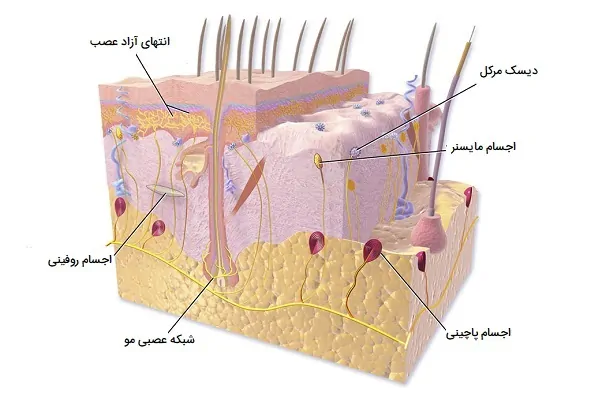 گیرنده های مکانیکی پوست