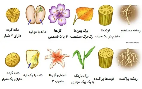 گیاهان تک لپه و دولپه