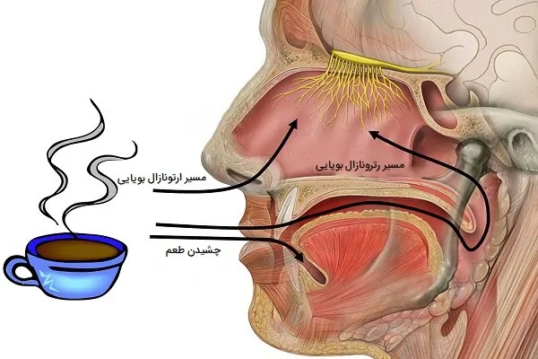 مسیرهای بویایی