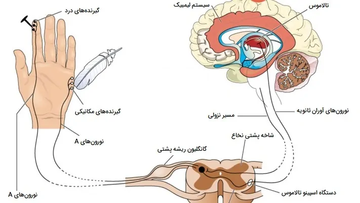 مسیر پیام عصبی لمس