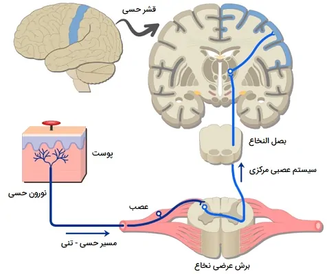 مسیر حسی پوست