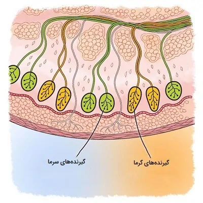 گیرنده سرما و گرما