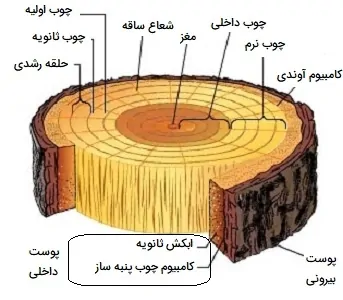 حلقه های سالیانه ساقه