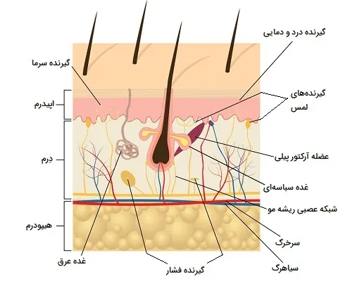 لایه های پوست