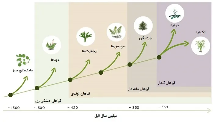 تکامل گیاهان