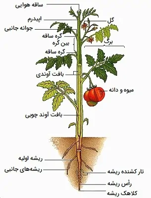 ساختمان گیاهان گلدار