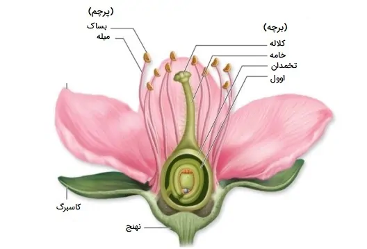 اجزای گل