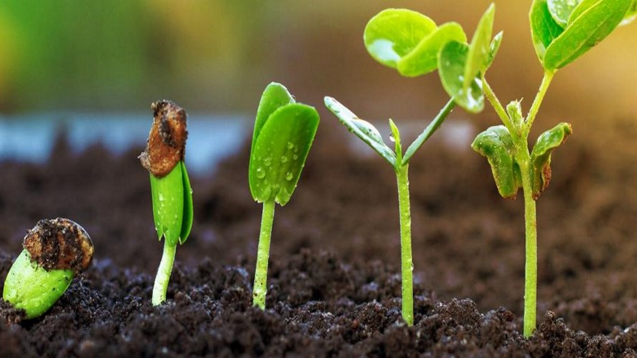 Как всходит сельдерей. Seed germination. Colza Seed germination. "Soybean germination".